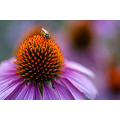 Tamron 90mm f/2.8 Di III VXD Macro Lens (Nikon Z)